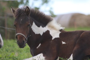 Lewitzerfohlen Saphira