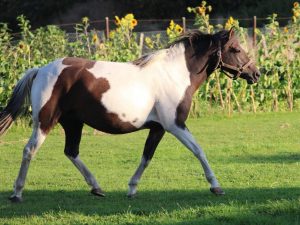 Shakira-Lewitzerzucht