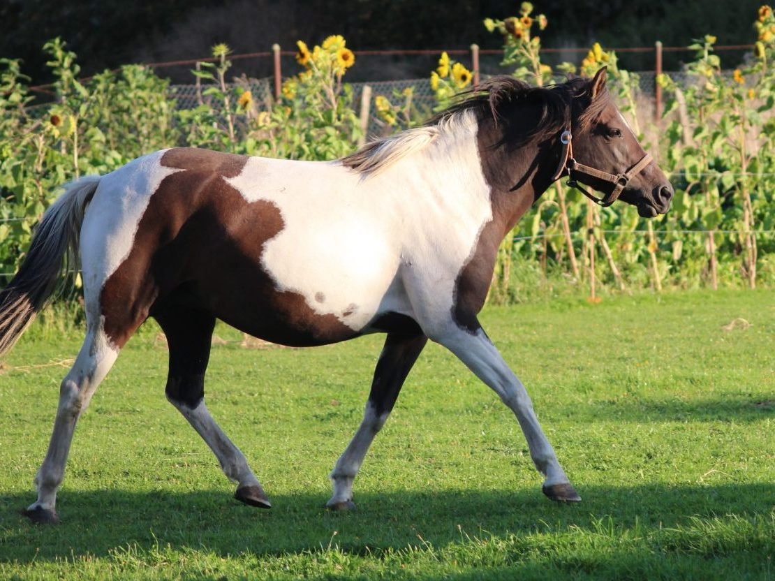 Shakira-Lewitzerzucht