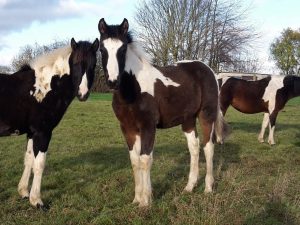 Sansibar Lewitzerjährling